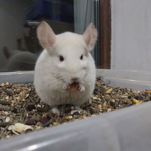 Дівчинка білорожева. Характер супер, хоч до вавки прикладай