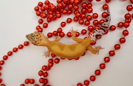 Эублефар, геккон