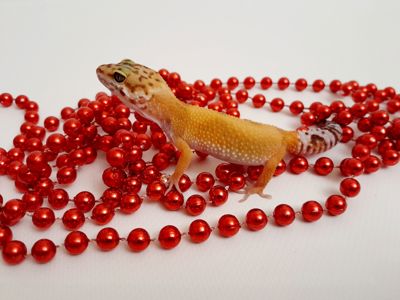 Эублефар, геккон