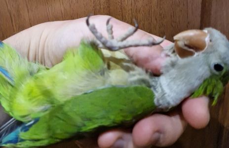 Малыши домашнего разведения