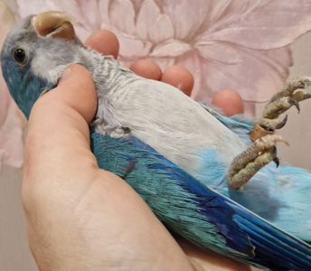 Малыши домашнего разведения