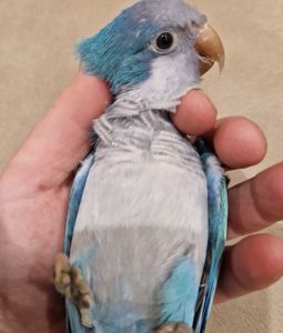 Малыши домашнего разведения