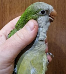 Малыши домашнего разведения