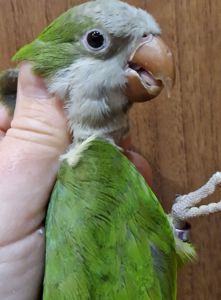 Малыши домашнего разведения