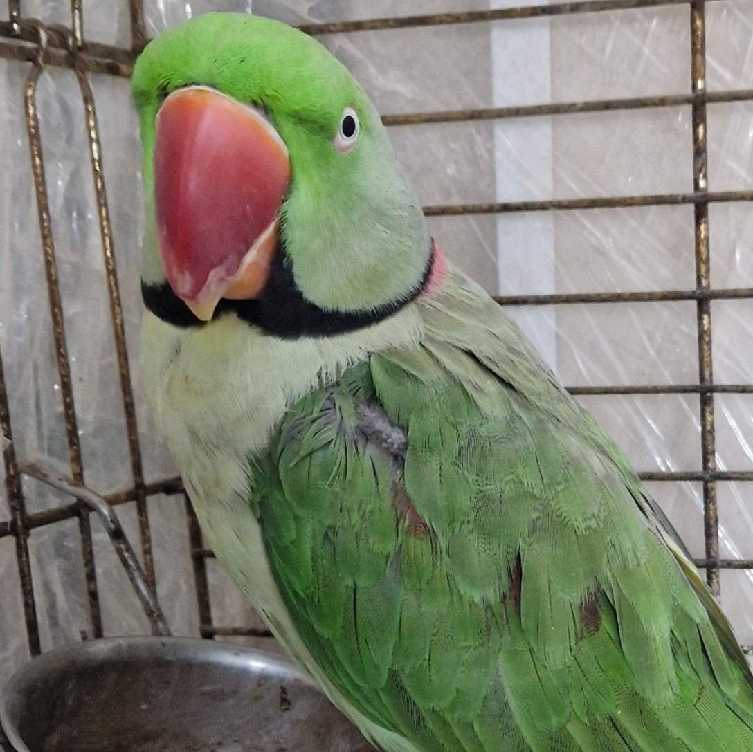 Александрийский Ручной Мальчик