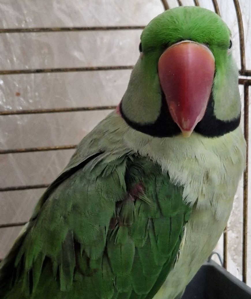 Александрийский Ручной Мальчик