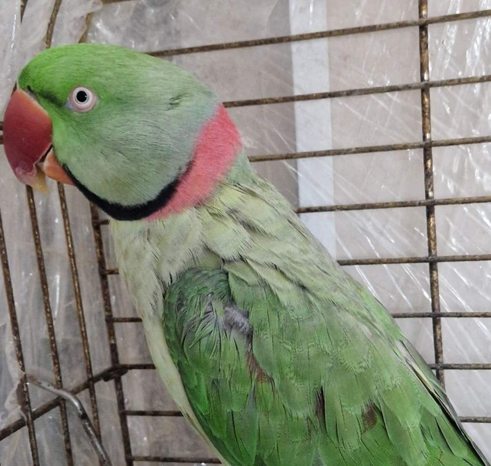 Александрийский Ручной Мальчик