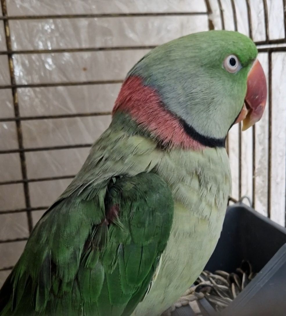 Александрийский Ручной Мальчик