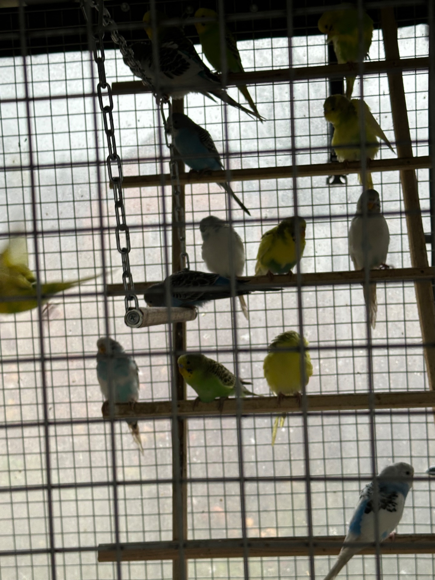 Волнистые попугаи