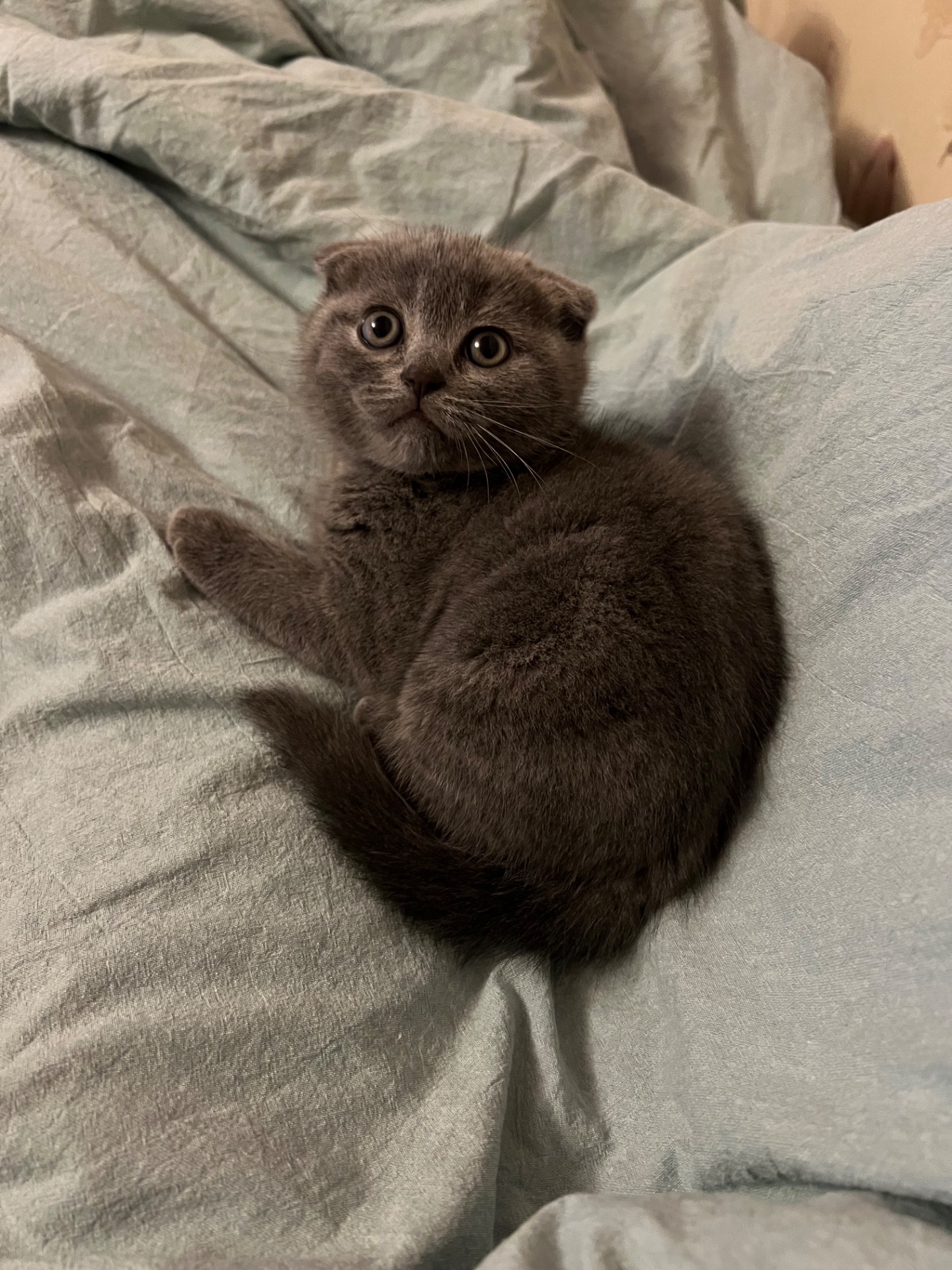 Кошенята скотіш фолд та скотіш страйт