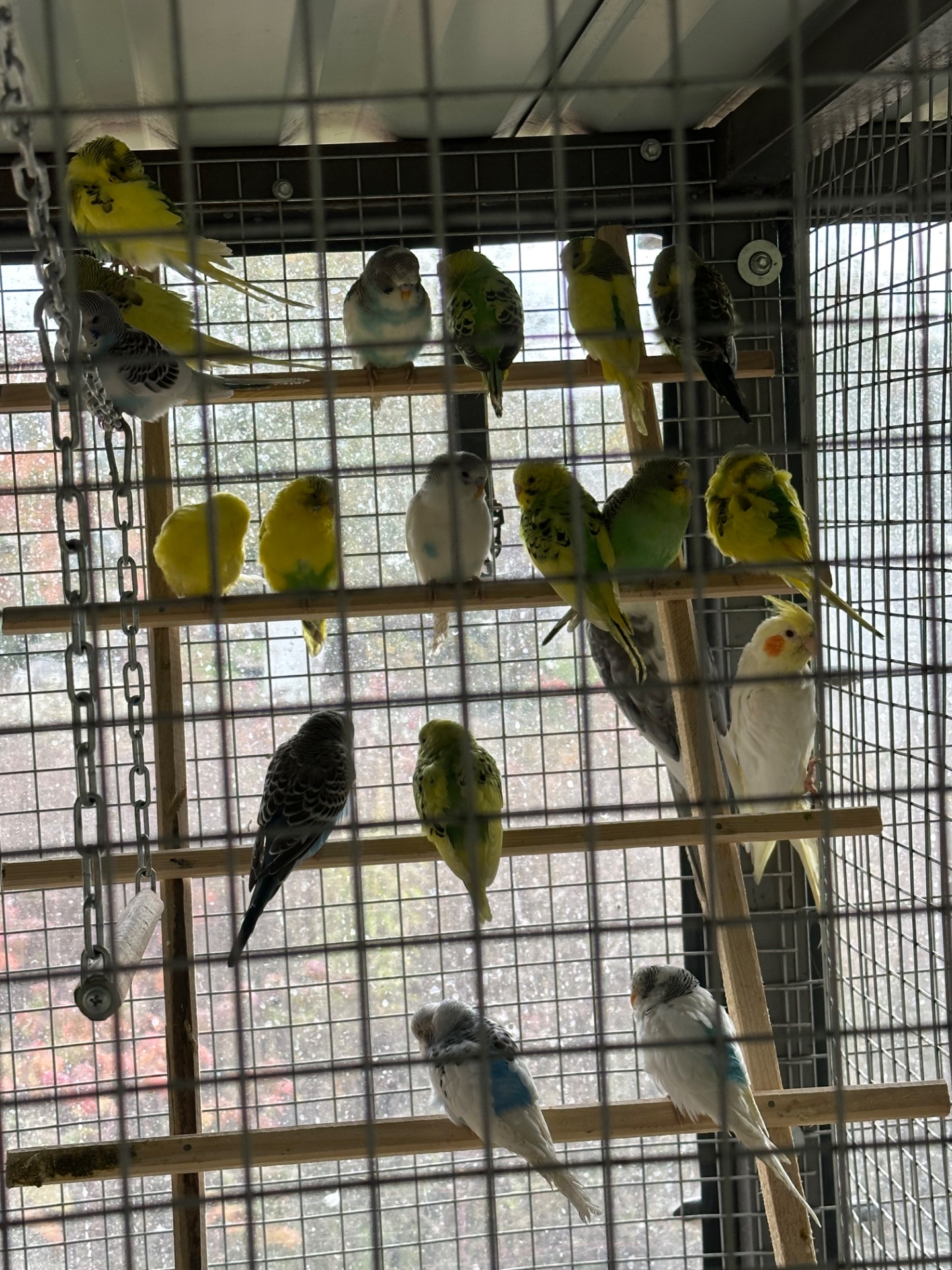 Волнистые попугаи