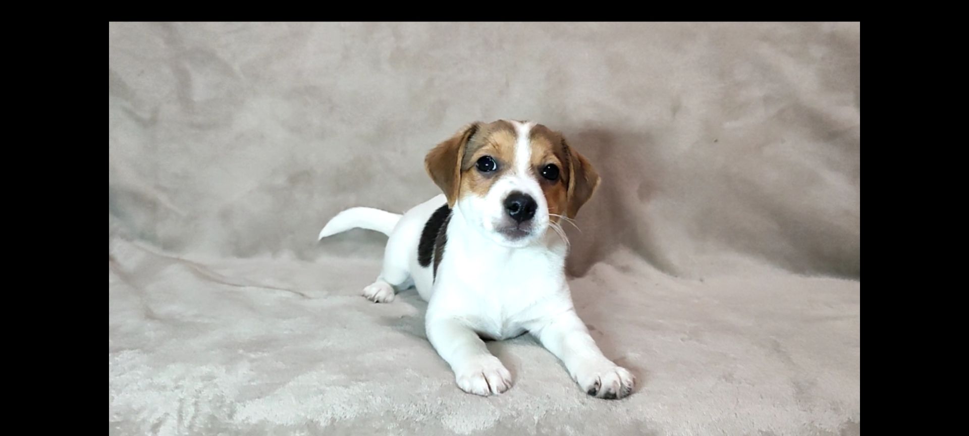 2 міс Джек Рассел тер'єр, дівчинка, документи ККУ родословна