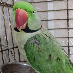 Александрийский Ручной Мальчик