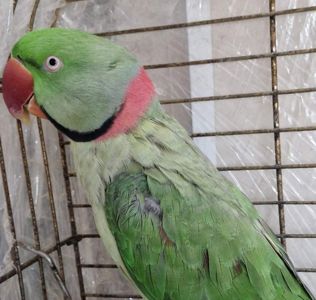 Александрийский Ручной Мальчик