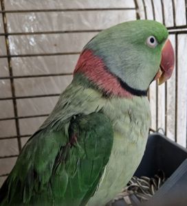 Александрийский Ручной Мальчик