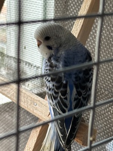 Волнистые попугаи