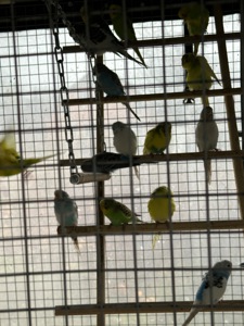 Волнистые попугаи