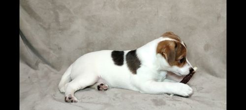 2 міс Джек Рассел тер'єр, дівчинка, документи ККУ родословна