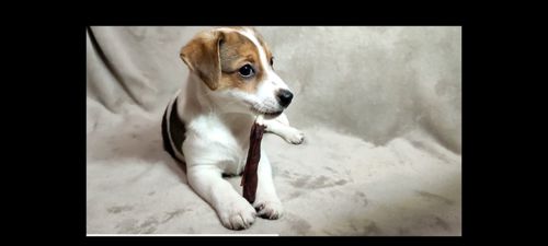 2 міс Джек Рассел тер'єр, дівчинка, документи ККУ родословна