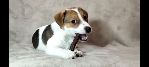 2 міс Джек Рассел тер'єр, дівчинка, документи ККУ родословна