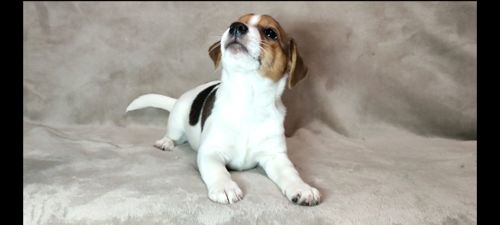 2 міс Джек Рассел тер'єр, дівчинка, документи ККУ родословна