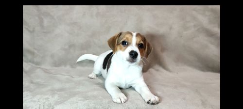 2 міс Джек Рассел тер'єр, дівчинка, документи ККУ родословна