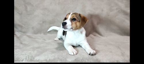 2 міс Джек Рассел тер'єр, дівчинка, документи ККУ родословна