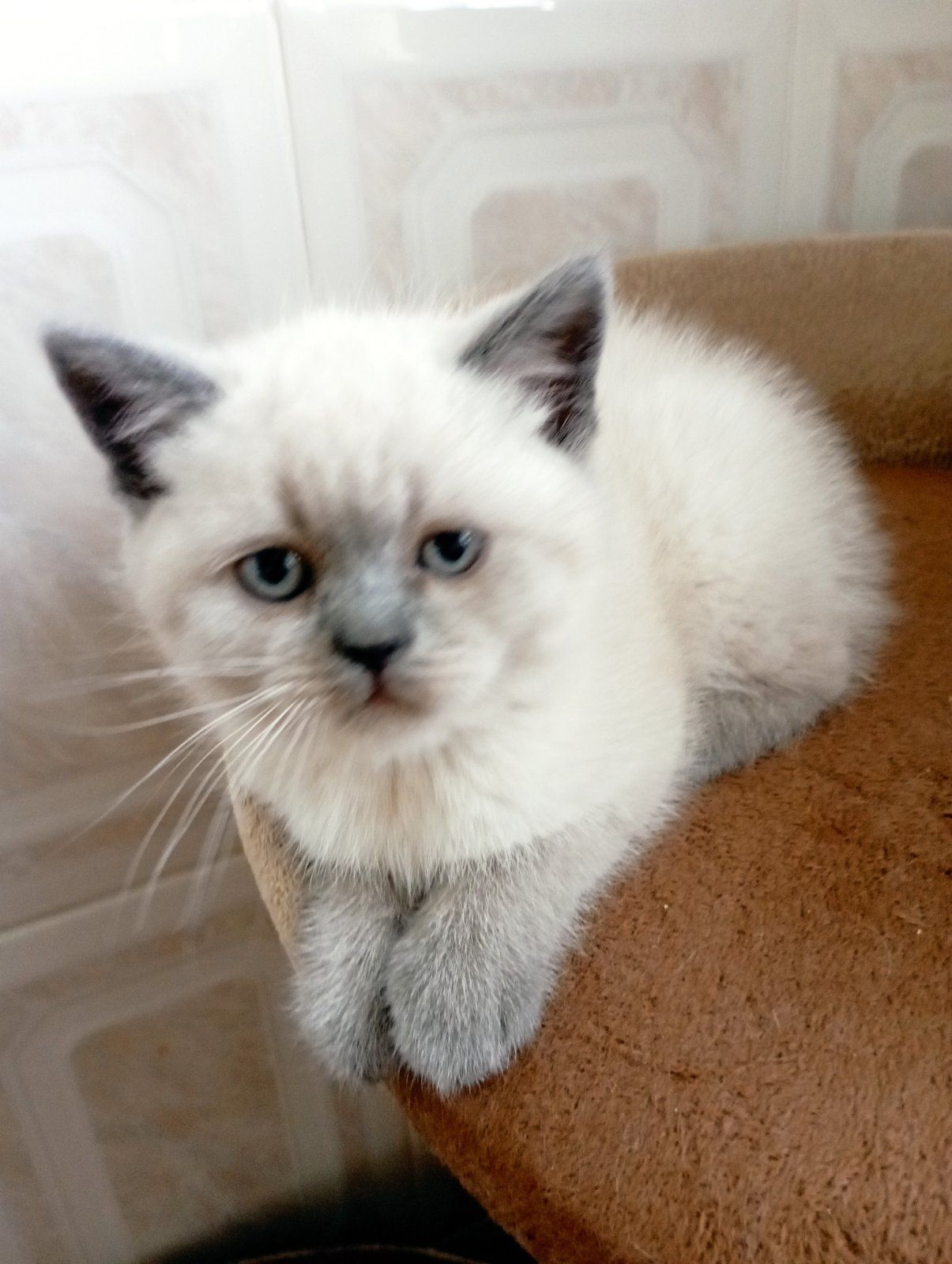 Шотландські Блюпоінт Крупні ніжні кошенята