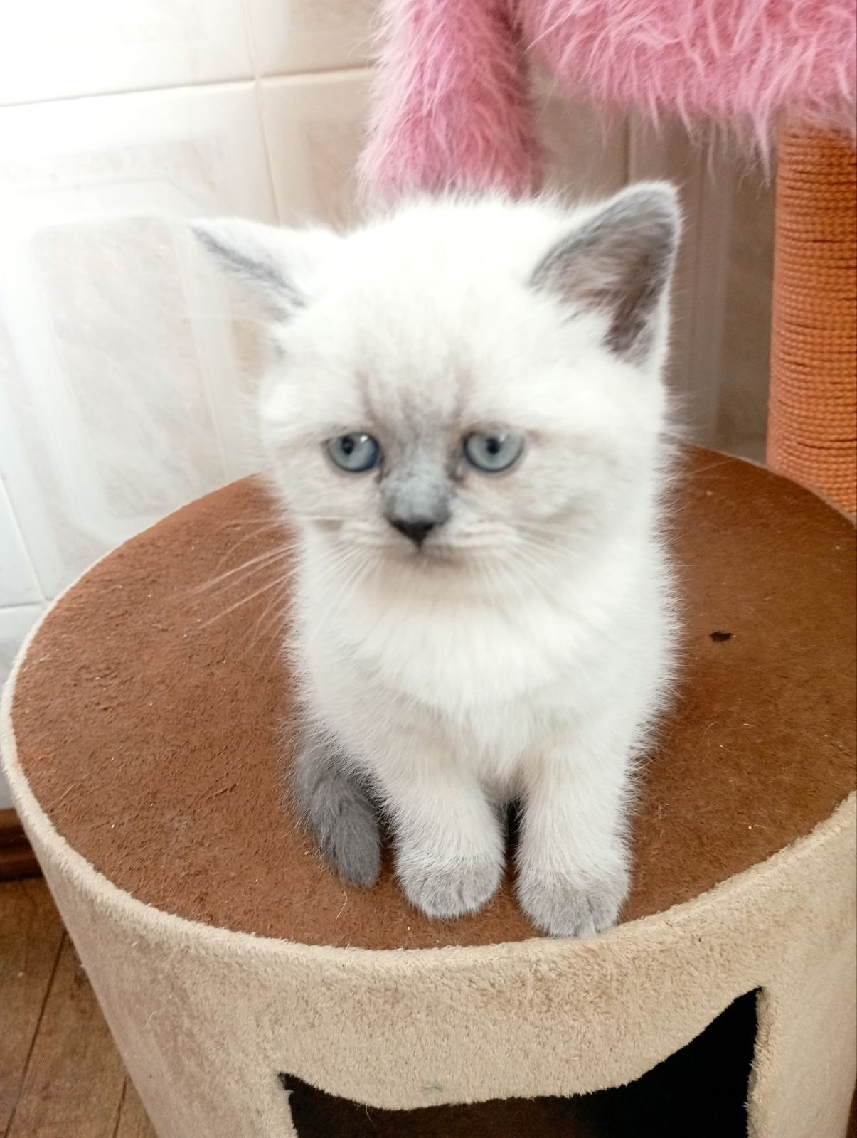 Шотландські Блюпоінт Крупні ніжні кошенята