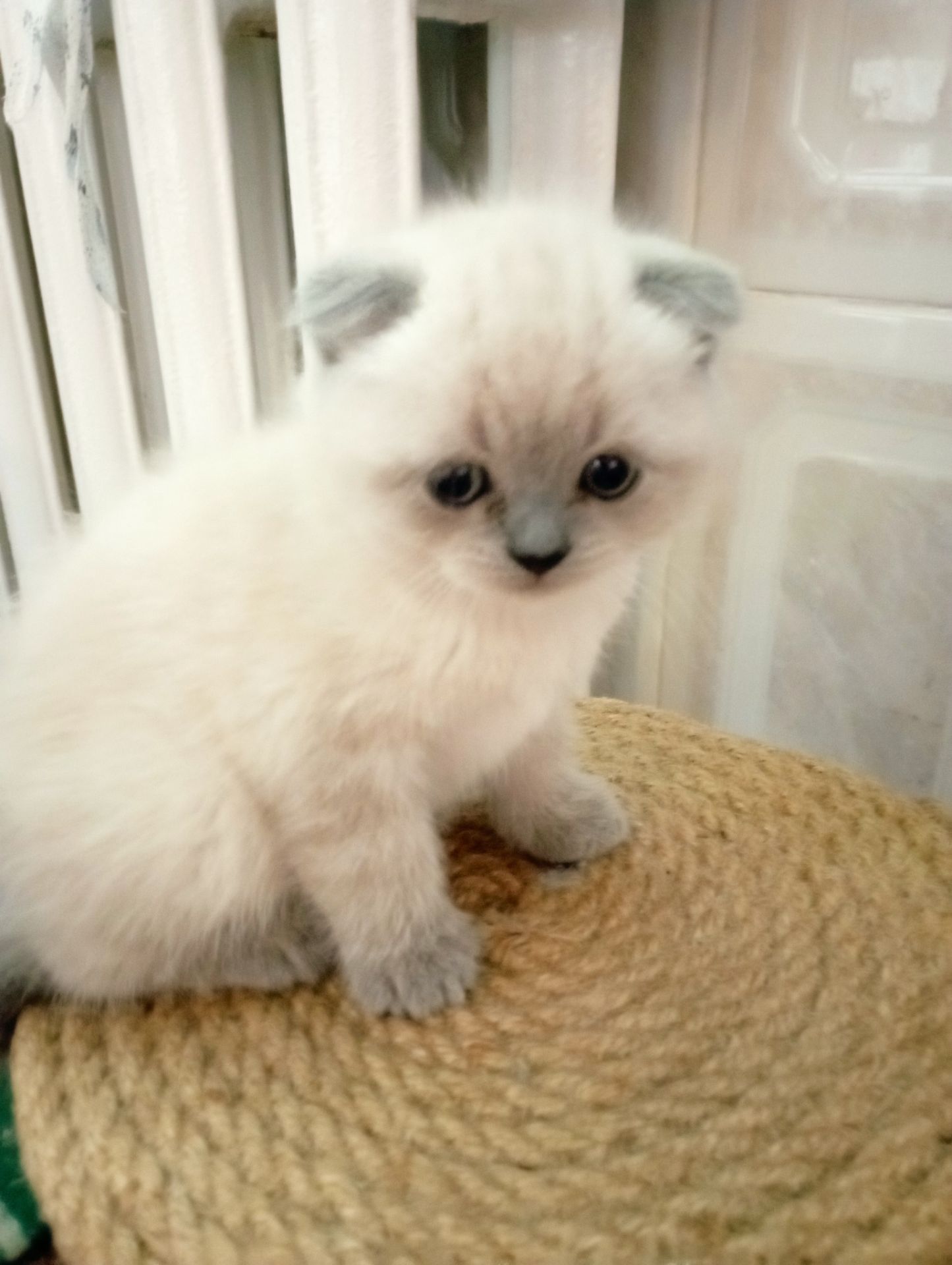 Шотландські Блюпоінт Крупні ніжні кошенята