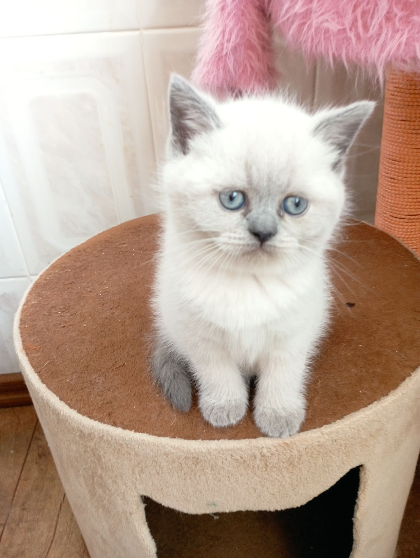 Шотландські Блюпоінт Крупні ніжні кошенята