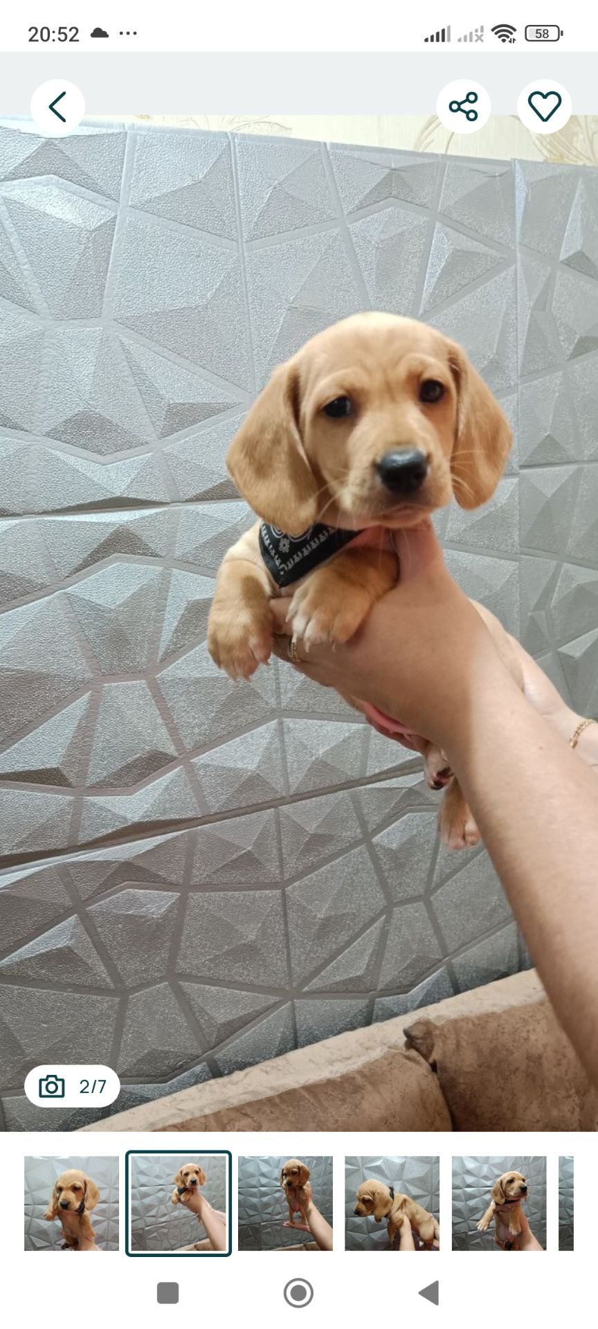 Щенок Таксы