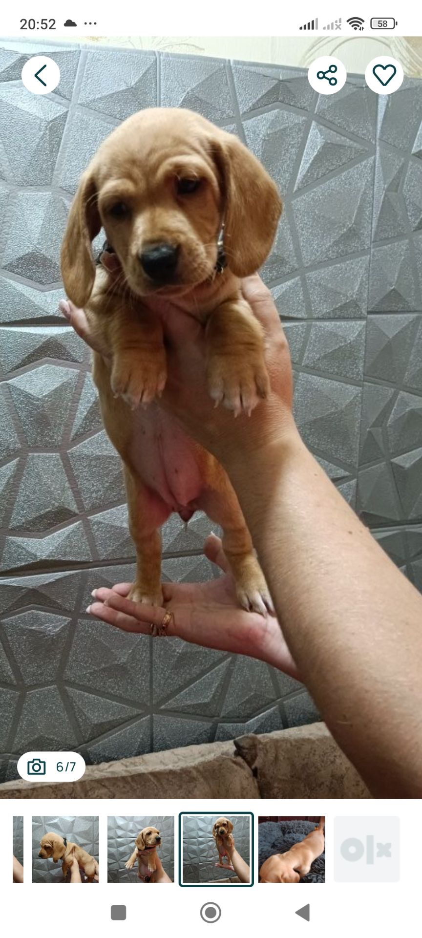 Щенок Таксы