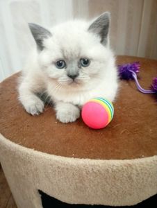 Шотландські Блюпоінт Крупні ніжні кошенята