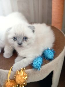 Шотландські Блюпоінт Крупні ніжні кошенята