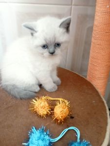 Шотландські Блюпоінт Крупні ніжні кошенята