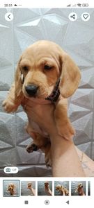 Щенок Таксы