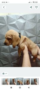 Щенок Таксы