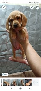 Щенок Таксы