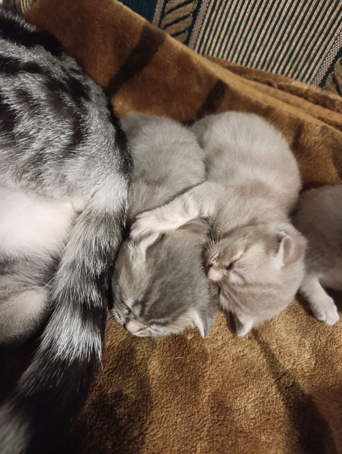 Котик шотландський висловухий