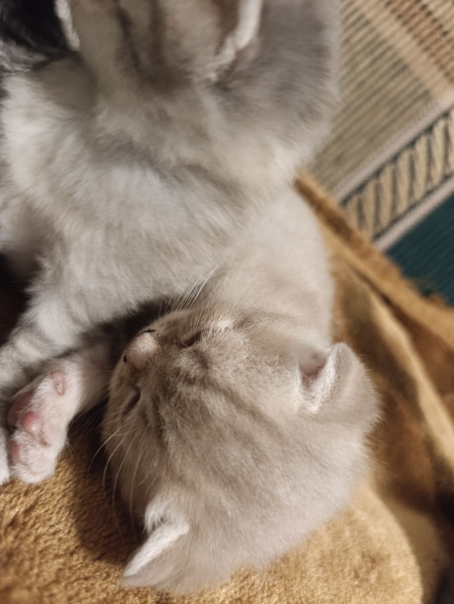 Котик шотландський висловухий