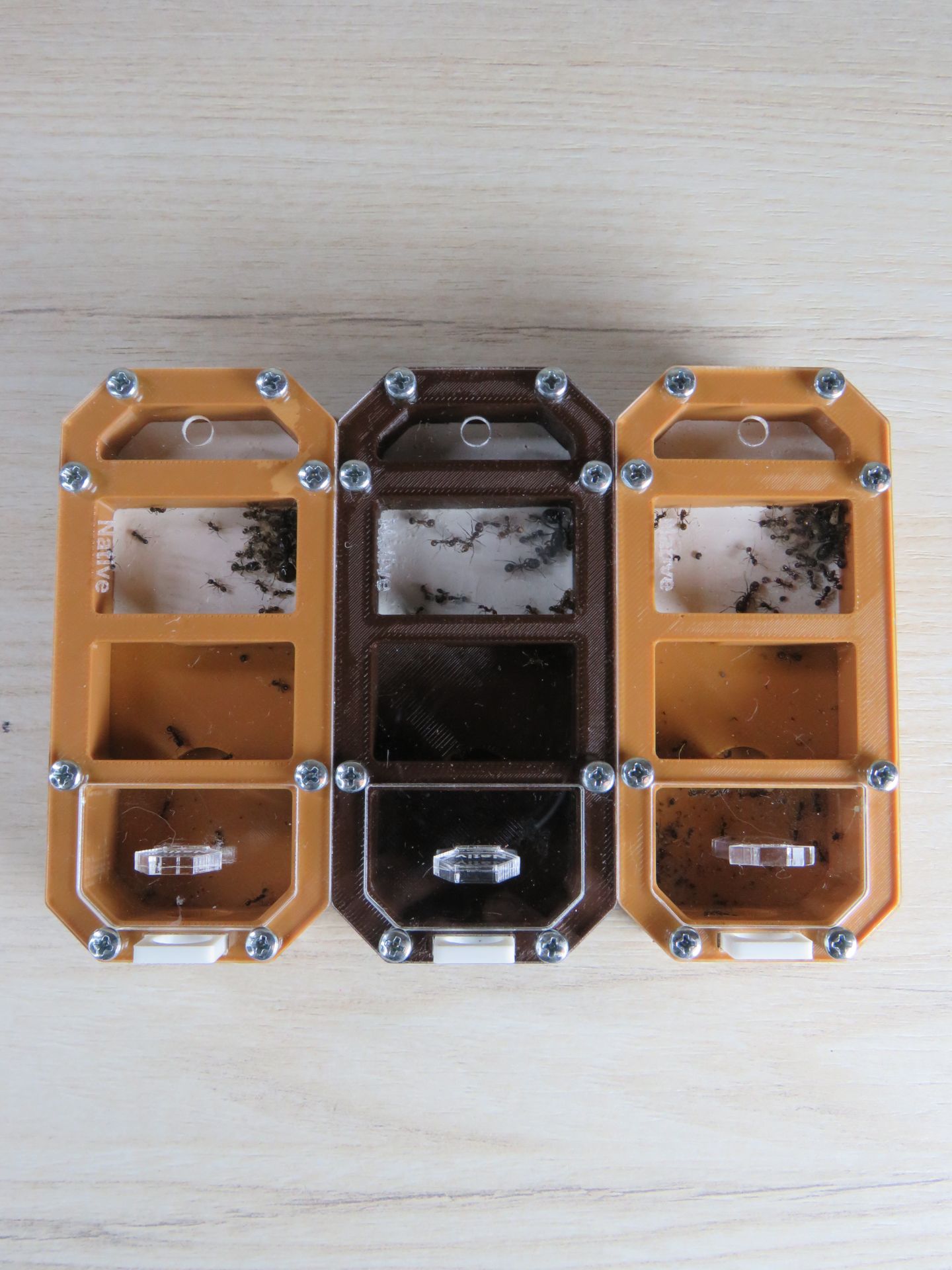 Муравьи-жнецы messor structor, купить муравьиную ферму в Украине