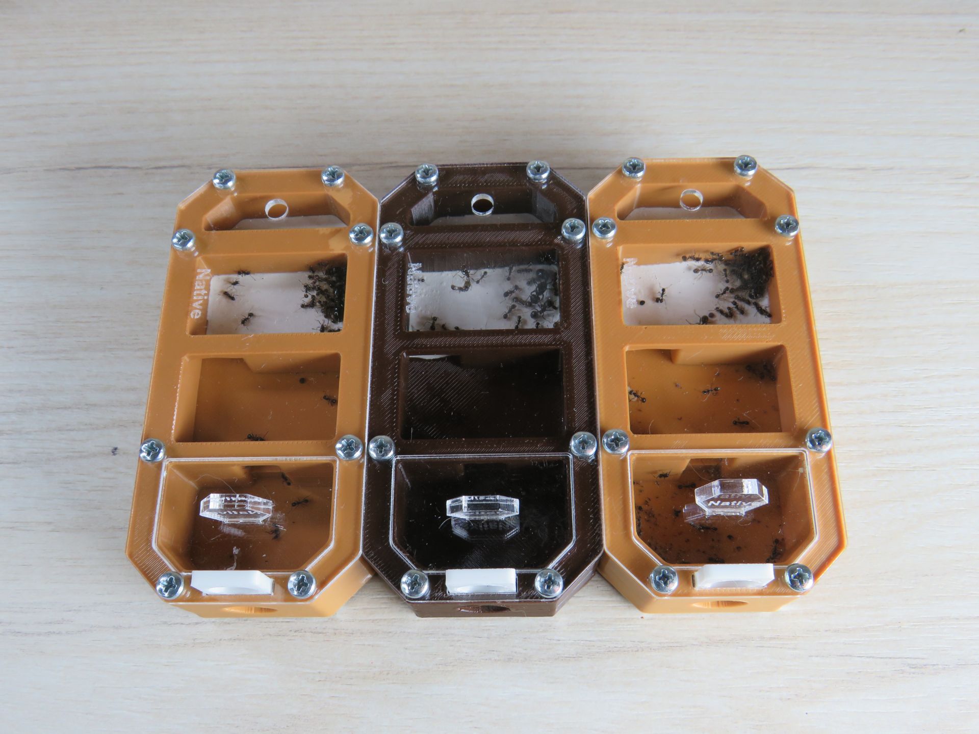 Муравьи-жнецы messor structor, купить муравьиную ферму в Украине