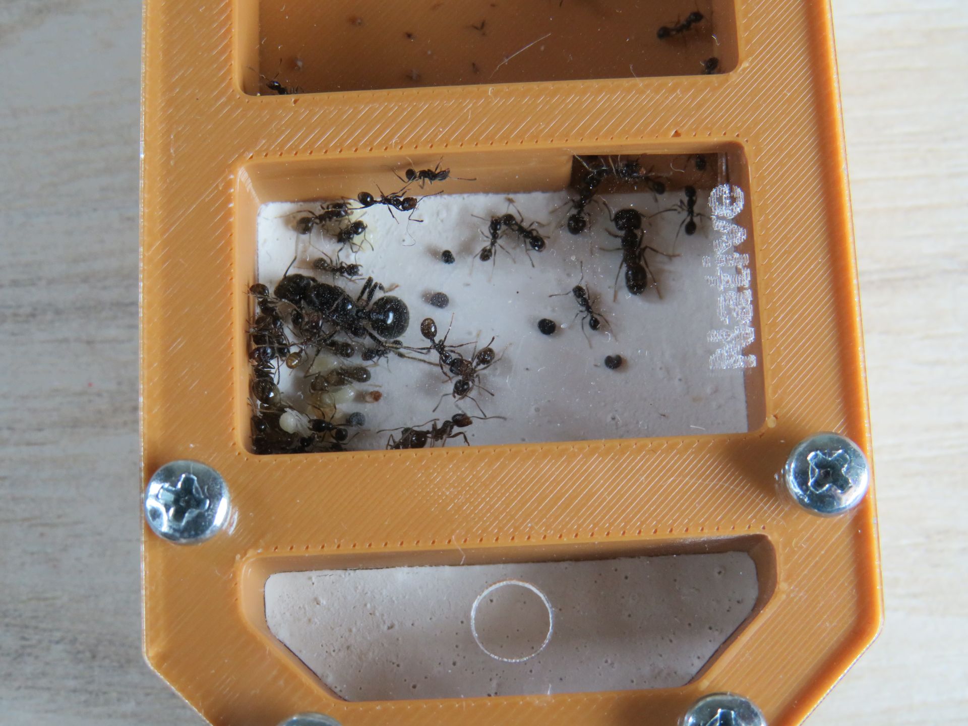 Муравьи-жнецы messor structor, купить муравьиную ферму в Украине