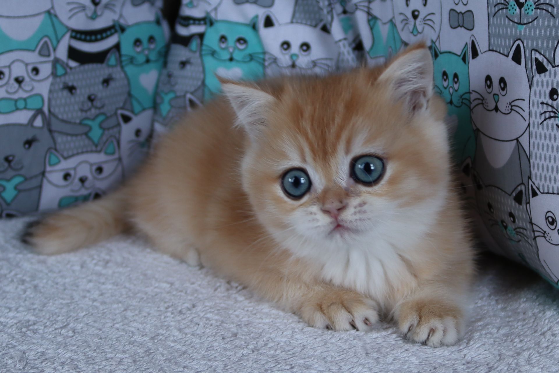 Кошенята Британськой Шиншили