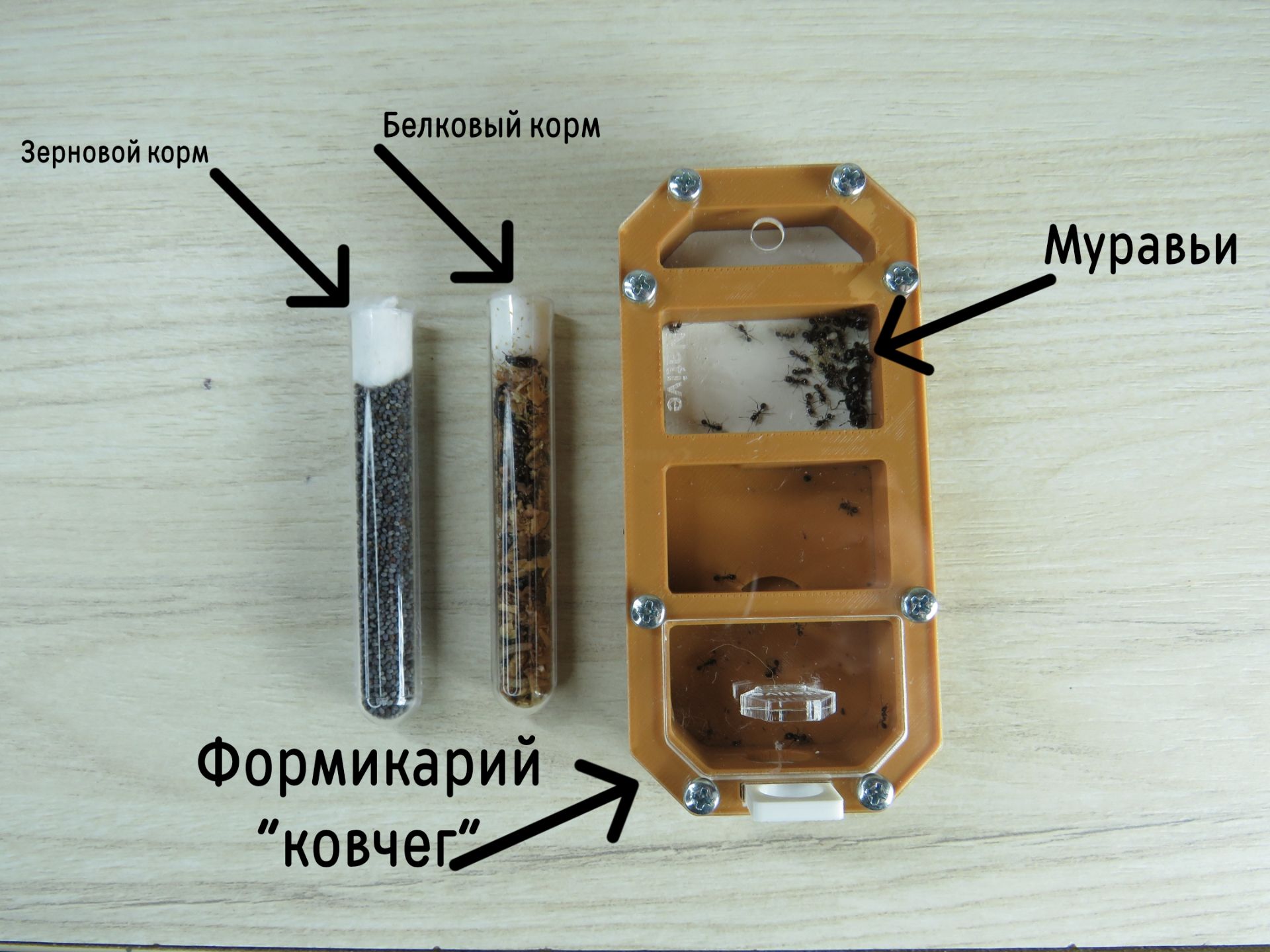 Муравьи-жнецы messor structor, купить муравьиную ферму в Украине