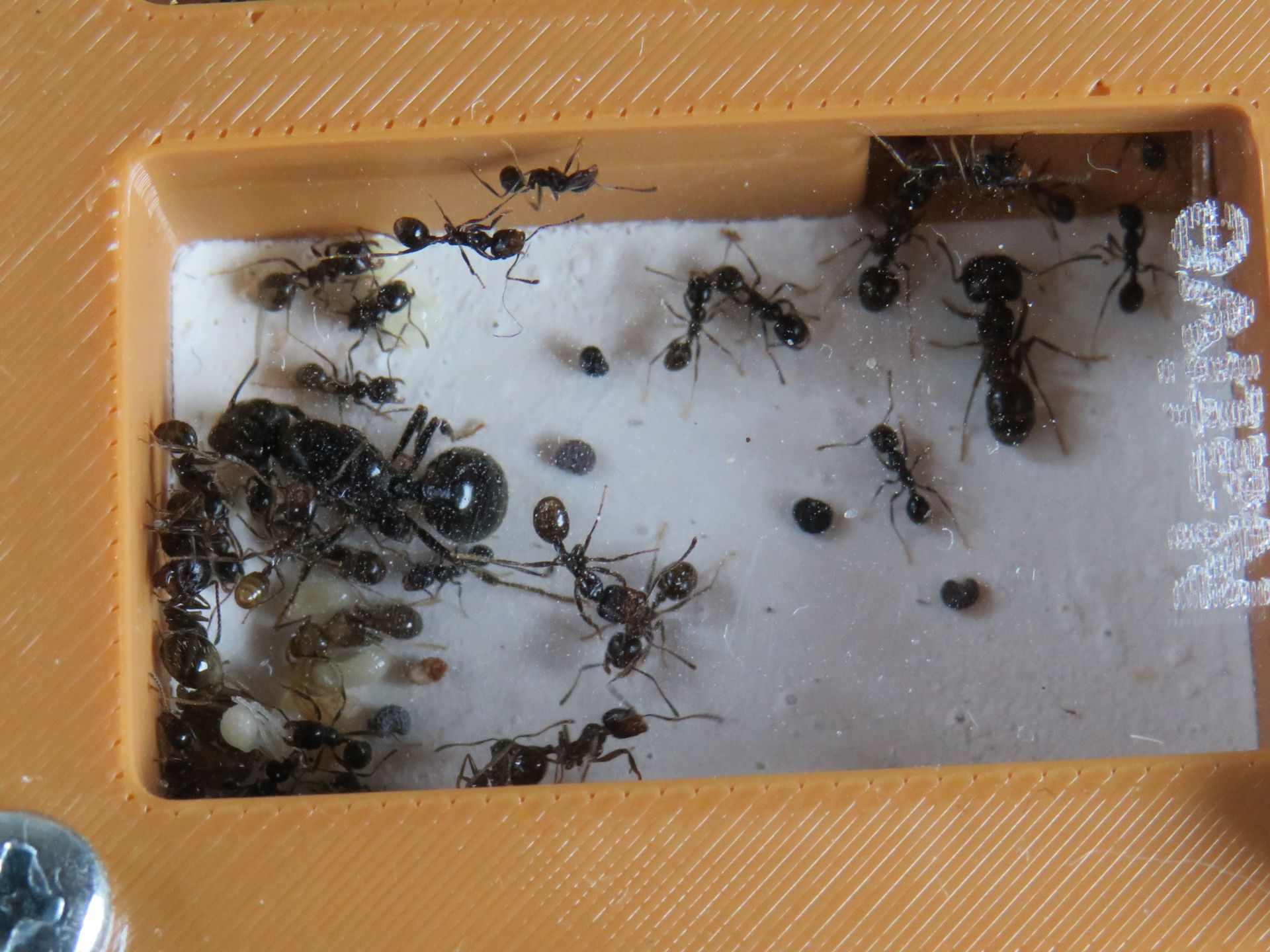 Муравьи-жнецы messor structor, купить муравьиную ферму в Украине