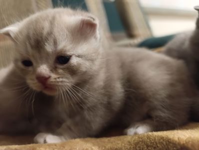 Котик шотландський висловухий