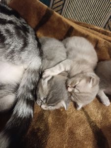 Котик шотландський висловухий