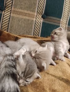 Котик шотландський висловухий